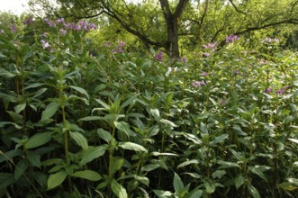Himalayan balsam (Impatiens glandulifera), Indian balsam, glandular balsam (Balsaminaceae)