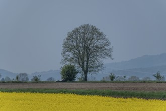A large tree and several smaller trees behind a rape field, Bockenem, Lower Saxony, Germany