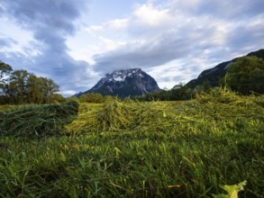 Freshly mown grass, behind the Grimming, near Irdning, Ennstal, Styria, Austria