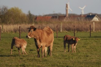 Cow with her calves on a pasture with wind turbines in the background, ramsdorf, münsterland,