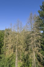 Dry fir trees in the forest near Orscholz near Mettlach, Saarland, Germany
