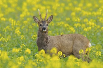 Roebuck in a rape field, Capreolus capreolus, Germany