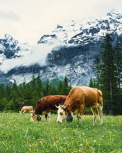 Cows graze in a scenic green meadow surrounded by towering snow-covered mountains, Alpine cows,