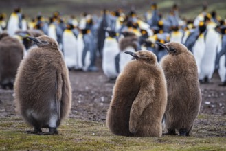 King penguins (Aptenodytes patagonicus), juveniles waiting at the edge of a colony, Volunteer