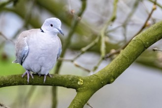 White dove on a branch