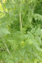 Spotted hemlock, Spotted hemlock (Conium maculatum), Bangenkraut, Blood hemlock, Dollwort, Earth