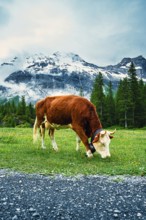 A cow grazing on grass in a meadow with mountains and clouds, Alpine cows, mountains, animal, cow,