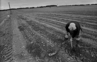 Germany, Trinwillershagen, 16.9.1991, Farmer's wife picking potatoes