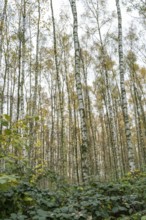 Pioneer plant, new birch forest emerges
