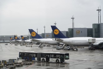 04.08.2023, Frankfurt, Hesse, Germany, Europe, Lufthansa passenger aircraft parked at the gate of