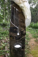 Rubber tree, Para rubber tree (Hevea brasiliensis), harvest, India, Kerala
