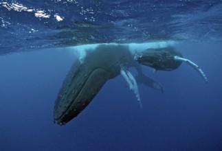 Humpback whale, mother and calf, Megaptera novaeangliae, Rurutu, Pacific Ocean, Tahiti, French