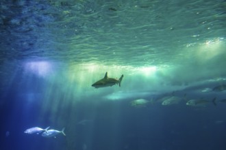 Undersea scene background. A shark and tropical fishes in deep blue water. Undersea marine life.