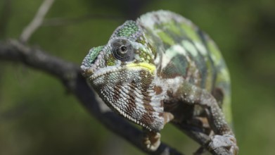 ?hameleon sits on a tree branch, licks his lips and looks around. Panther chameleon (Furcifer