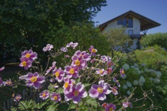 Blooming anemones in Chiemgau, Bernau am Chiemsee, Bernau, summer, August, Chiemgau, Chiemgau Alps,