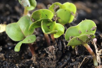 Radish (Raphanus sativus var. sativus), sprouts