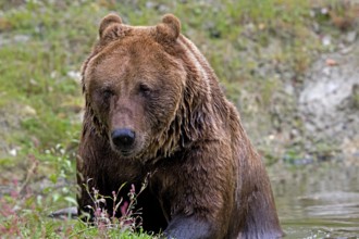 Brown Bear (ursus arctos), Adult standing in Water