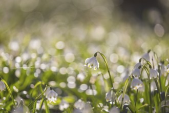Spring snowflakes (Leucojum vernum) blooming in a riparian forest in Petzschwitz, Pretzschwitz,
