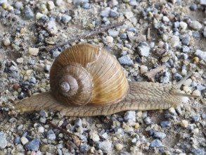 Burgundy snail (Helix pomatia), North Rhine-Westphalia, Germany