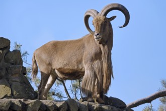 Barbary Sheep (Ammotragus lervia), male