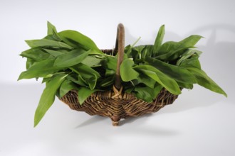 Leaves of wild garlic (Allium ursinum), lily of the valley (Convallaria majalis), autumn linseed