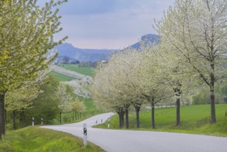 The Kirschallee from Altendorf to Rathmannsdorf with the Königstein Fortress and the Lilienstein on