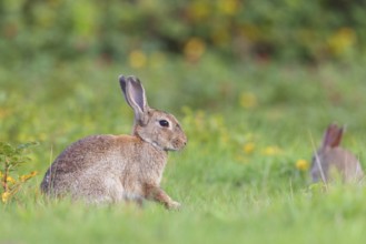 European rabbit (Oryctolagus cuniculus), European rabbit, common rabbit, conejo común, conejo