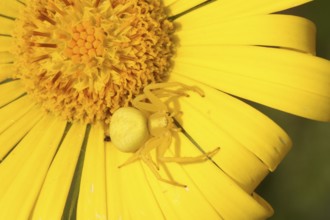 Goldenrod crab spider, yellow form on yellow flower