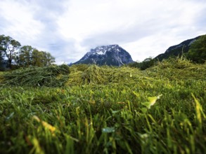 Freshly mown grass, behind the Grimming, near Irdning, Ennstal, Styria, Austria