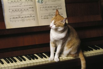 Red and White Domestic Cat, Adult sitting on Piano