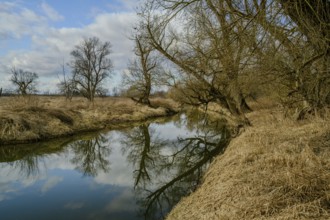 Calm river with reflection of barren trees and cloudy sky, alluvial forest, old Danube, Bogen,
