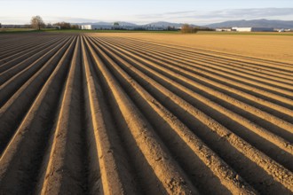 Asparagus field in warm sunset light with emphasised line pattern and texture, Bavarian Forest in