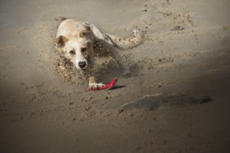 Dog (canis lupus familiaris), female, playing with frisbee on the beach, Elbe, Hamburg, Germany