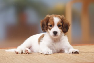 Kooikerhondje, Puppy, 8 weeks, Small Dutch Waterfowl Dog
