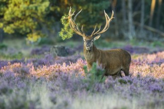 Red deer (Cervus elaphus) male, Netherlands