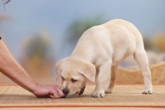 Labrador Retriever, puppy, 9 weeks, sniffs hand