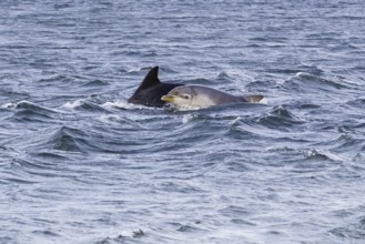 Scotland, Inverness, bottlenose dolphins (Tursiops truncatus)