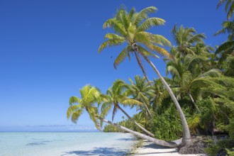 Coconut palm (Cocos nucifera), palm trees stretch out towards the sun and sea, Tetiaroa, atoll,