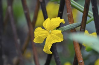 Climbing, Cucumber (Cucumis sativus) flowering, Cucumber