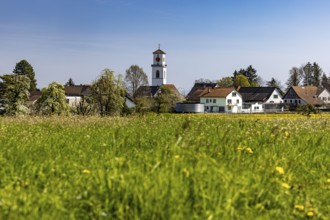 Blooming meadows, village view with church tower in the background, Güttingen, Thurgau, Switzerland