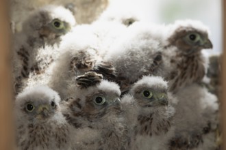 Kestrel six young birds in nesting site sitting next to each other on the right