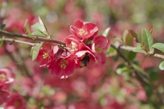 Bumblebee on ornamental quince (Chaenomeles), quince, blossom, wild bee, spring, April, Waldenburg,