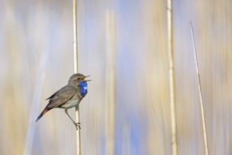 Bluethroat (Luscinia svecica), (Luscinia svecicus), Rhineland-Palatinate, Germany