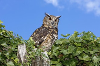 Cape Eagle Owl (bubo capensis), Adult standing on Top of Tree
