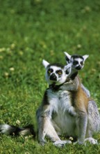 Ring Tailed Lemur (lemur catta), Female sitting with Young