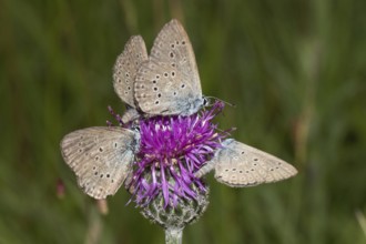 Cross gentian blue (Phengaris rebeli)
