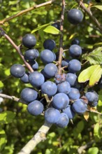 Sloe berries in late summer, (Prunus spinosa), blackthorn, blackthorn, fruit, fruits, berries,
