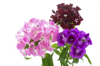 Bearded carnations on a white background