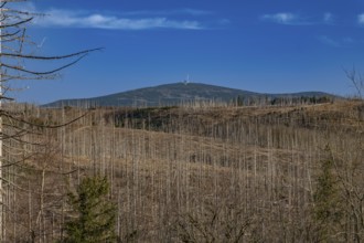 Partially dead trees, spruces, on the Huthberg in the Harz Mountains, Lower Saxony, Germany