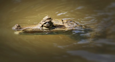Crocodile caiman (Caiman crocodilus)